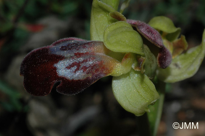 Ophrys leucadica