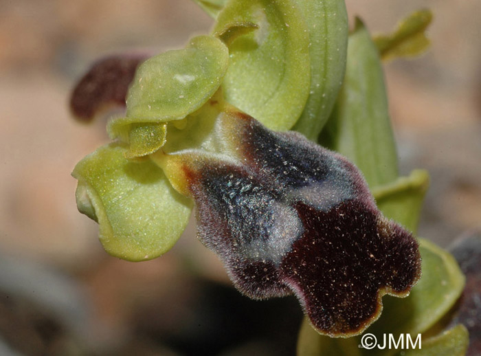 Ophrys leucadica