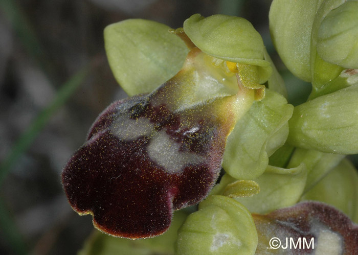 Ophrys leucadica