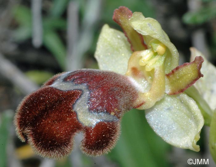 Ophrys omegaifera