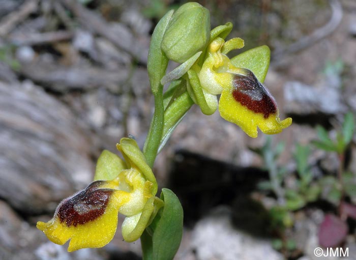 Ophrys phryganae