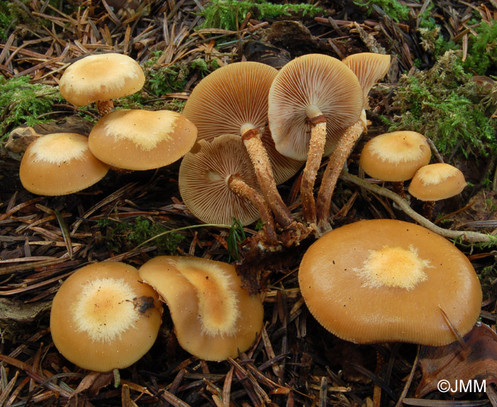 Kuehneromyces mutabilis