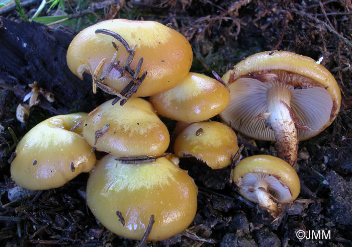 Kuehneromyces mutabilis