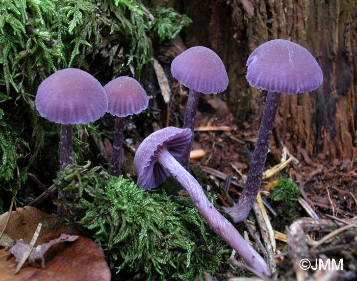 Laccaria amethystina