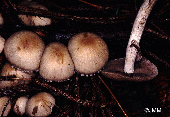 Lacrymaria lacrymabunda = Lacrymaria velutina = Psathyrella lacrymabunda