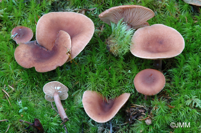 Lactarius camphoratus 