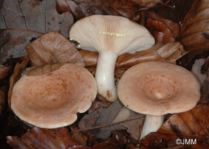 Lactarius chrysorrheus