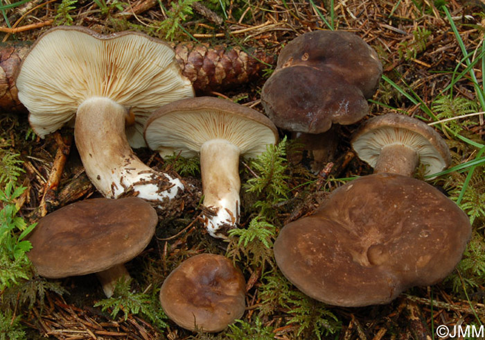 Lactarius picinus 