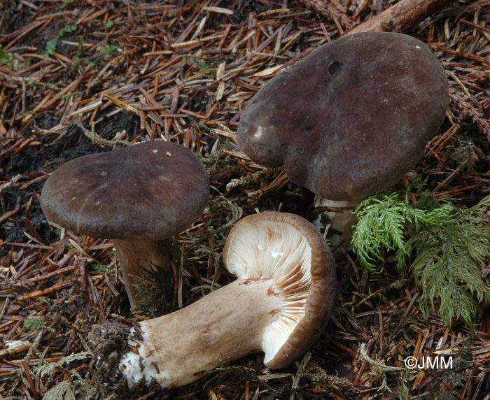 Lactarius picinus