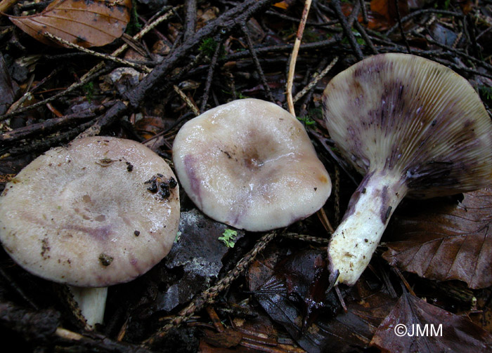 Lactarius uvidus