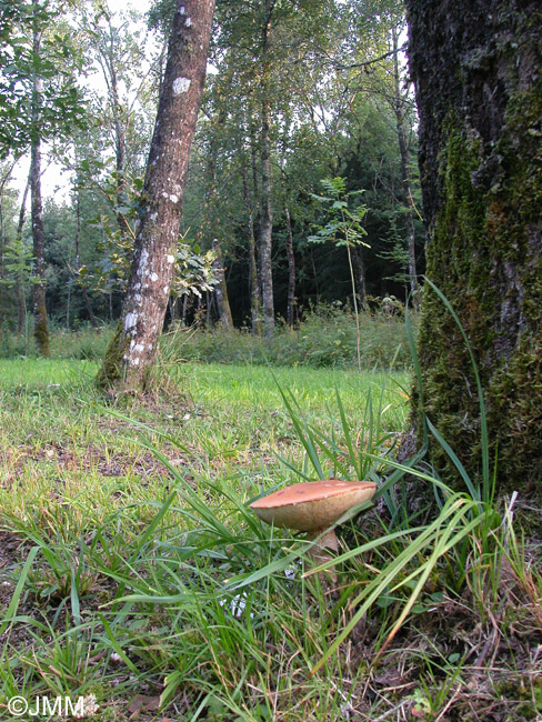 Leccinum albostipitatum = Leccinum aurantiacum ss. auct.