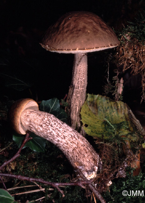 Leccinum carpini 