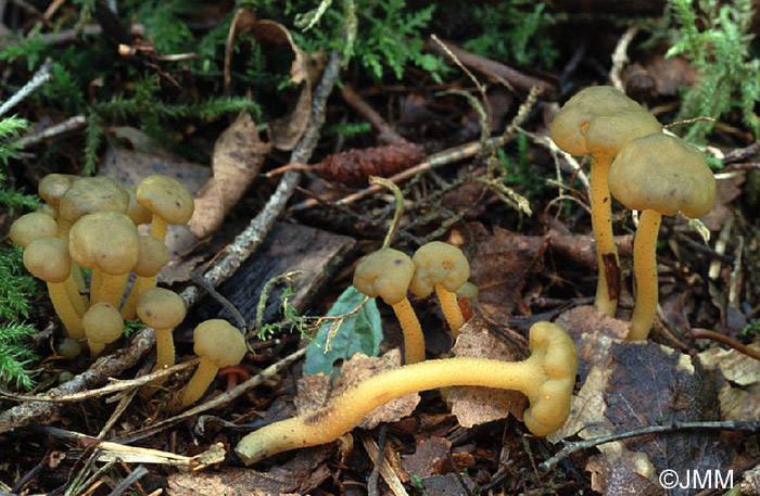 Leotia lubrica