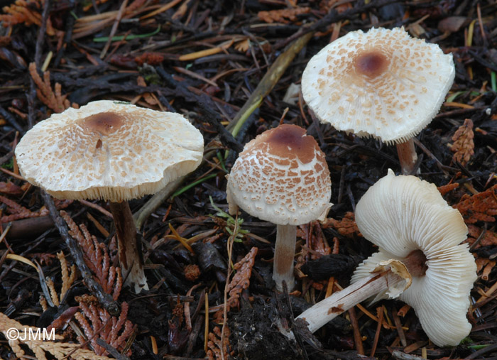 Lepiota cristata 