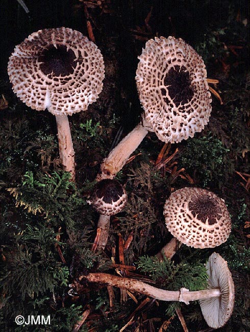 Lepiota felina