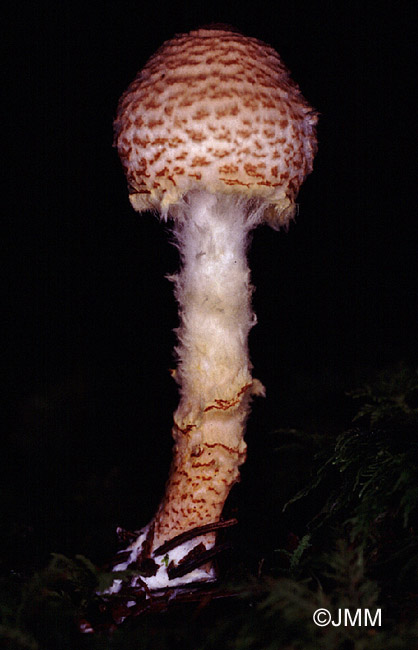 Lepiota ventriosospora