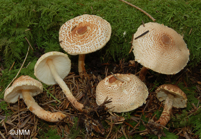 Lepiota ventriosospora