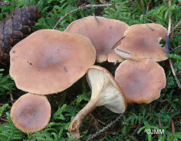 Lepista inversa = Clitocybe inversa