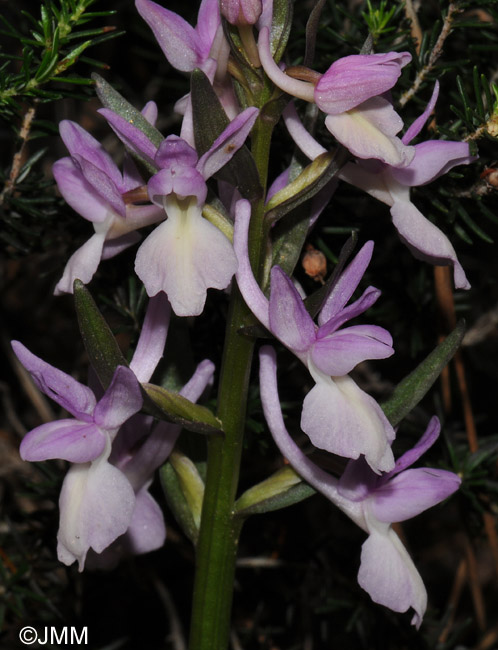 Dactylorhiza romana