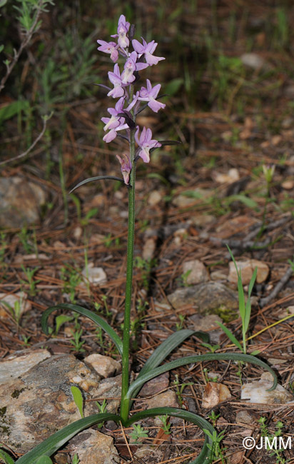 Dactylorhiza romana