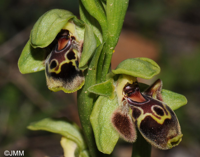 Ophrys bucephala