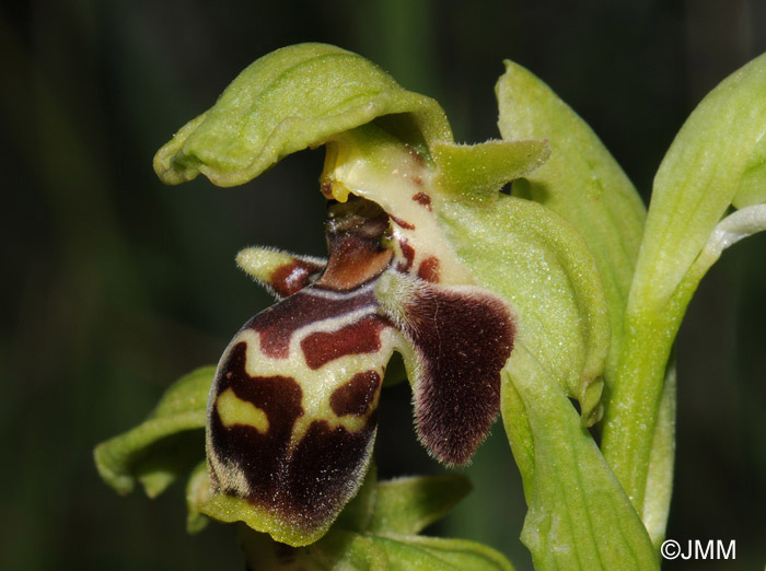 Ophrys bucephala