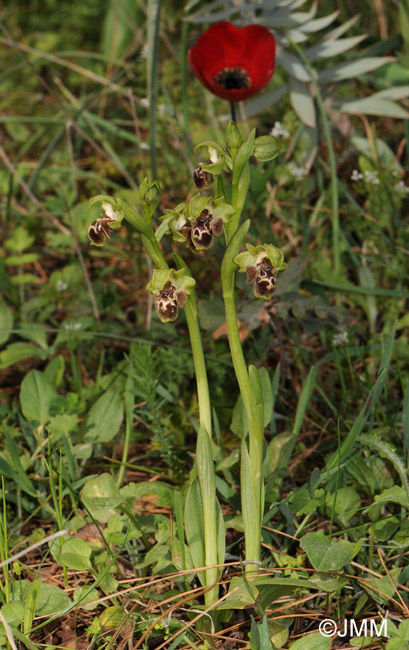 Ophrys bucephala