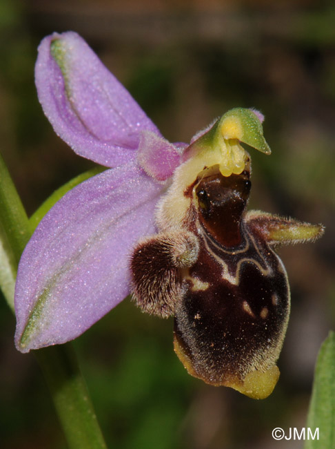 Ophrys ceto