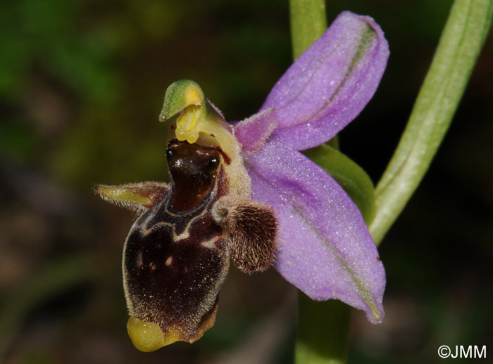 Ophrys ceto