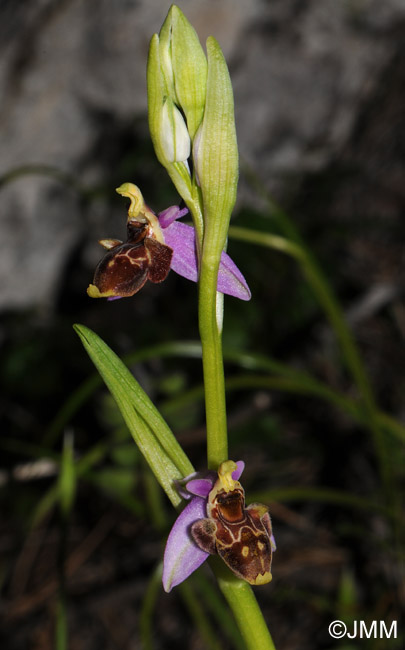 Ophrys ceto