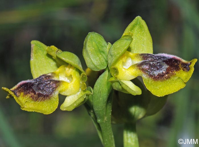 Ophrys galilaea