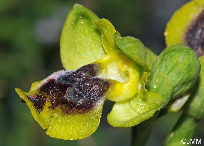 Ophrys galilaea