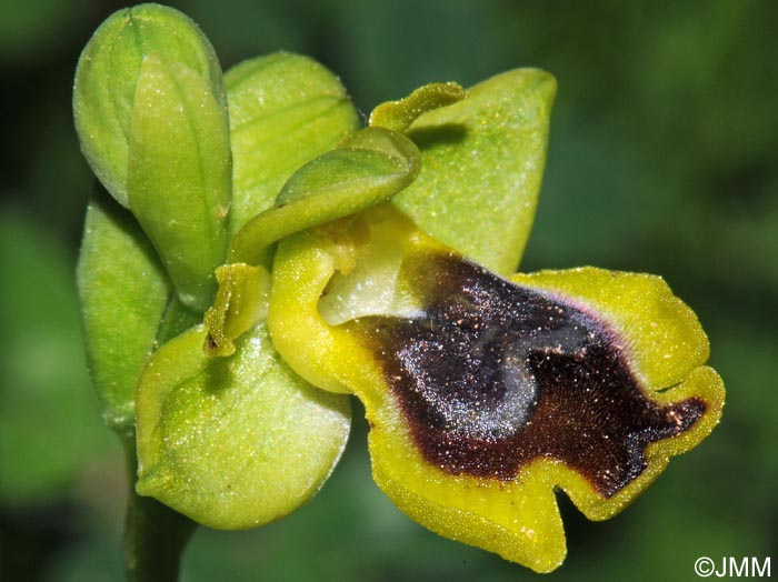 Ophrys galilaea