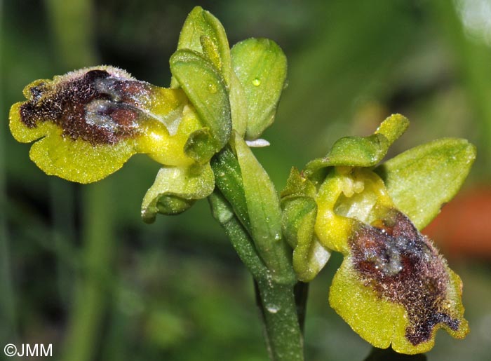 Ophrys galilaea