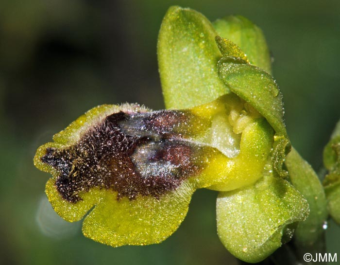 Ophrys galilaea