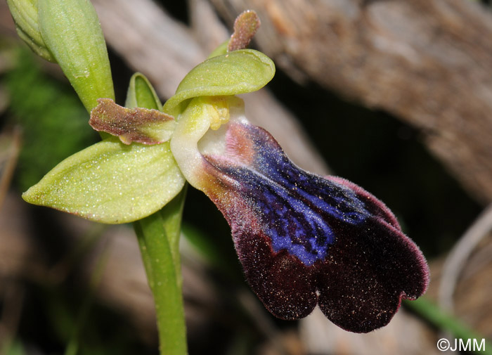 Ophrys iricolor