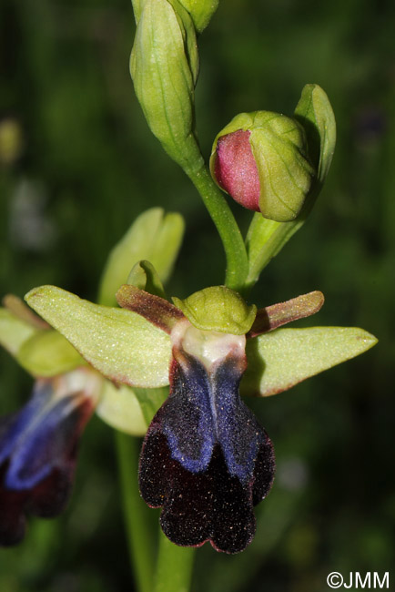 Ophrys iricolor