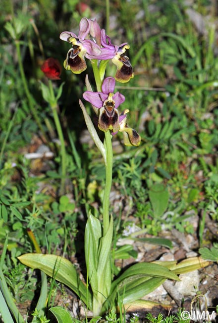 Ophrys leochroma