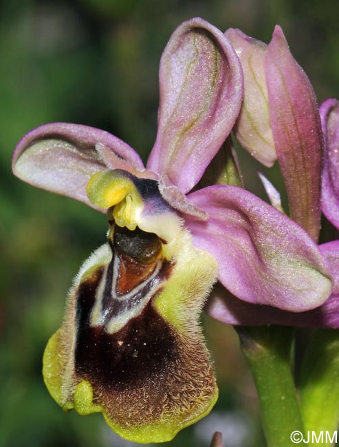 Ophrys leochroma