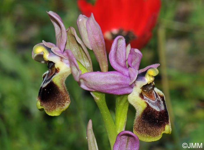 Ophrys leochroma