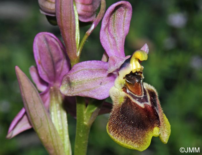 Ophrys leochroma