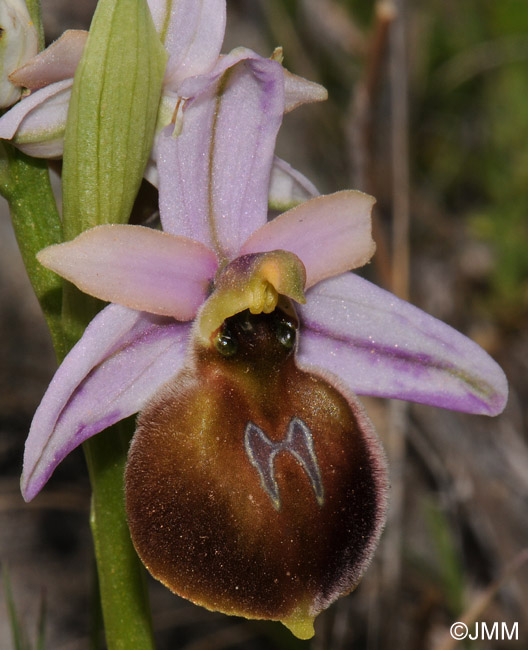 Ophrys lesbis