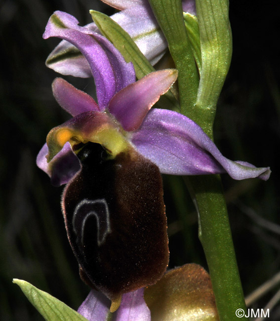 Ophrys lesbis