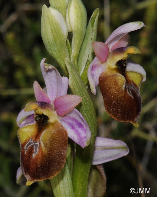 Ophrys lesbis