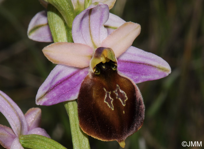 Ophrys lesbis