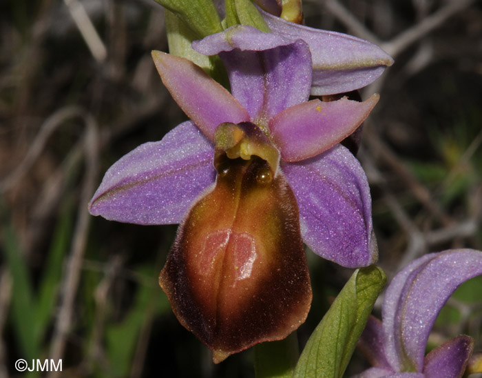 Ophrys lesbis