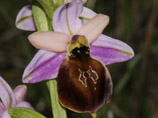 Ophrys lesbis