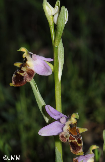 Ophrys minutula