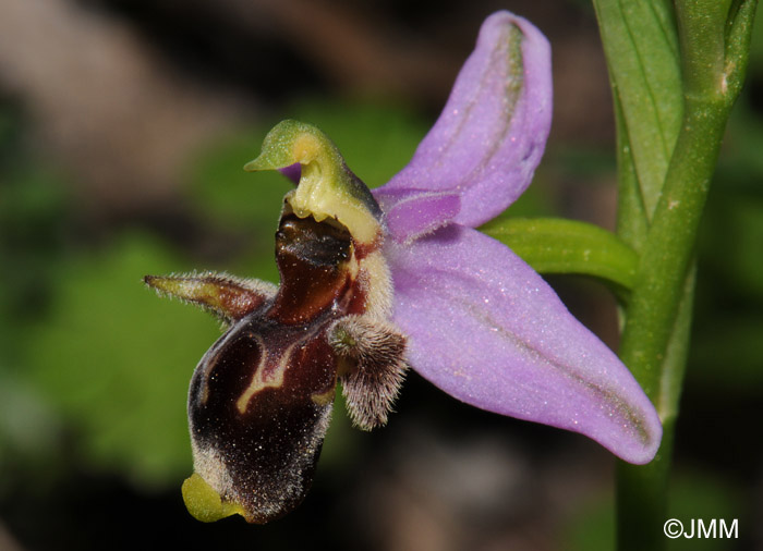 Ophrys minutula