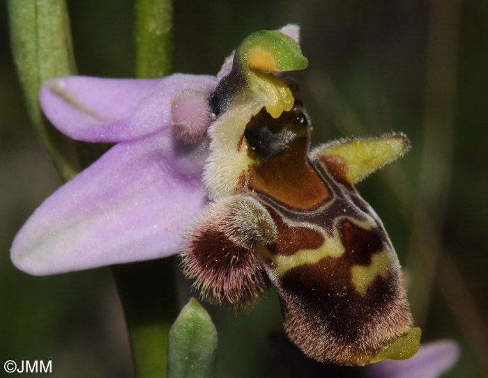 Ophrys minutula